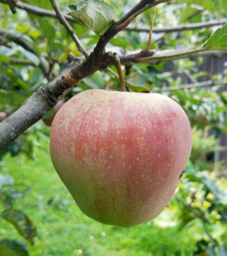 tl_files/themes/siedlergemeinschaft/user-upload/Bildergalerie/Apfel.jpg
