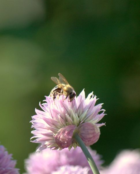 tl_files/themes/siedlergemeinschaft/user-upload/Bildergalerie/Schnittlauchbluete.jpg